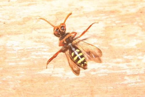 Nomada marshamella